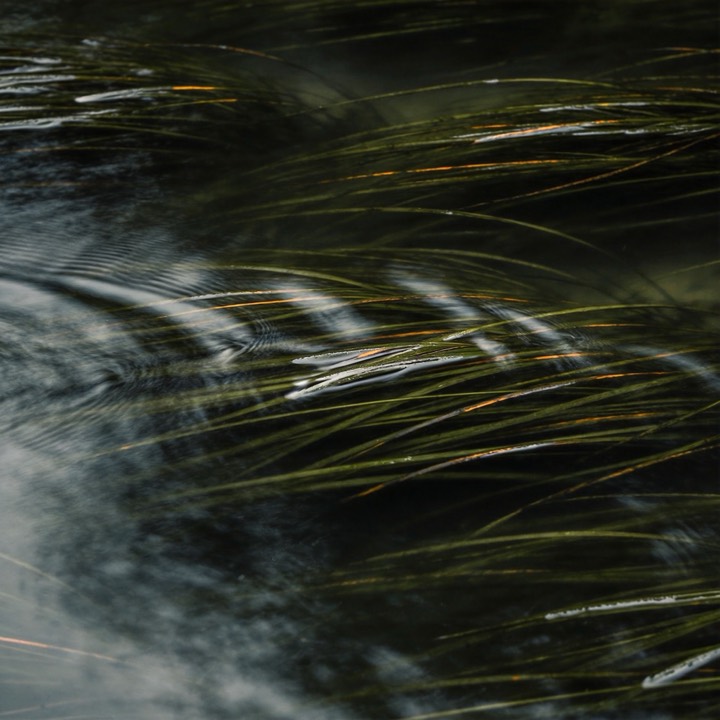 Thicket cover art